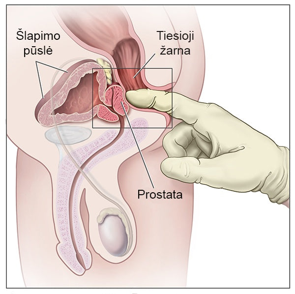 Prostate Gear stikla prostatas masieris Midi